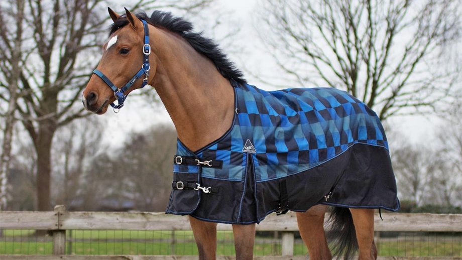 Horse wearing matching dark blue winter blanket and halter , standing in a field