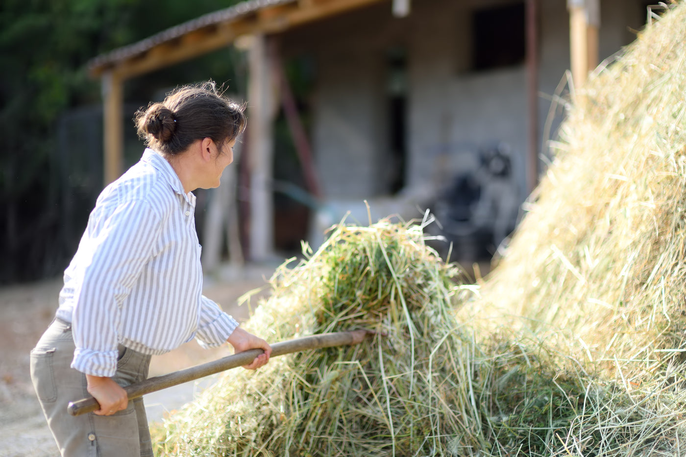 Woman lifting fresh green hay from a pile with a hay fork